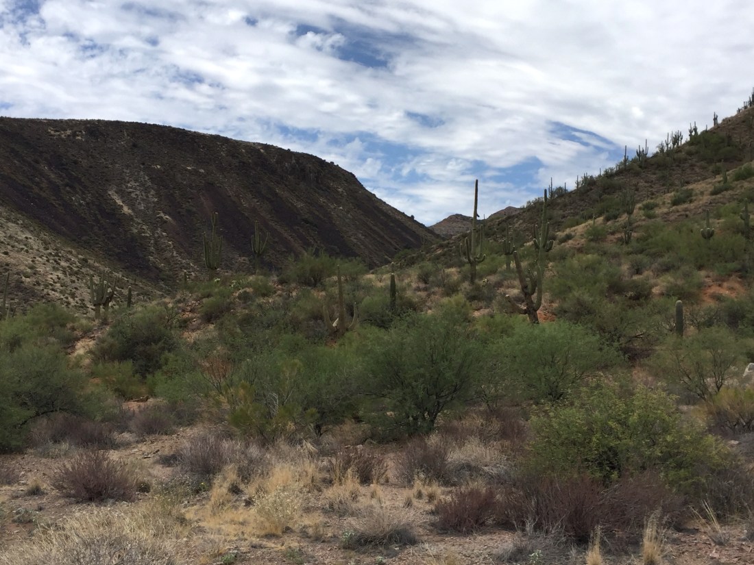 Arizona Cactus picture .jpeg