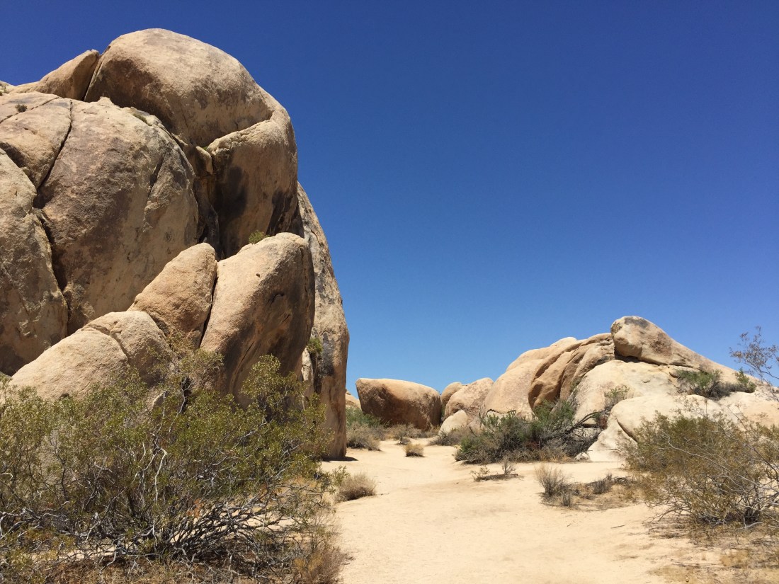Joshua Tree NP 1.JPG