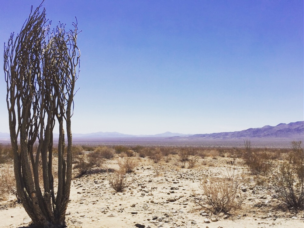Joshua Tree NP 2.JPG