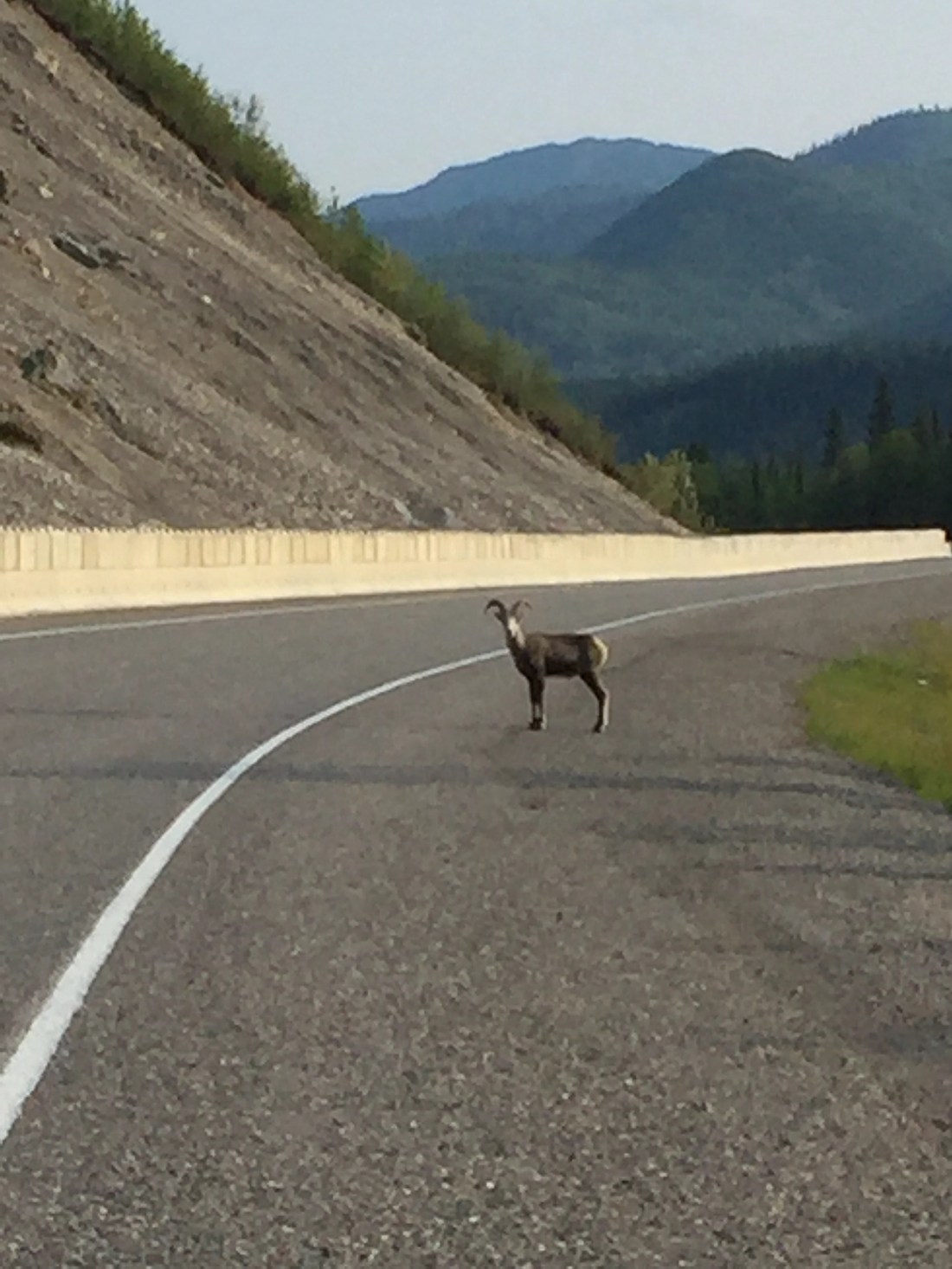 Goat on road - edited .JPG