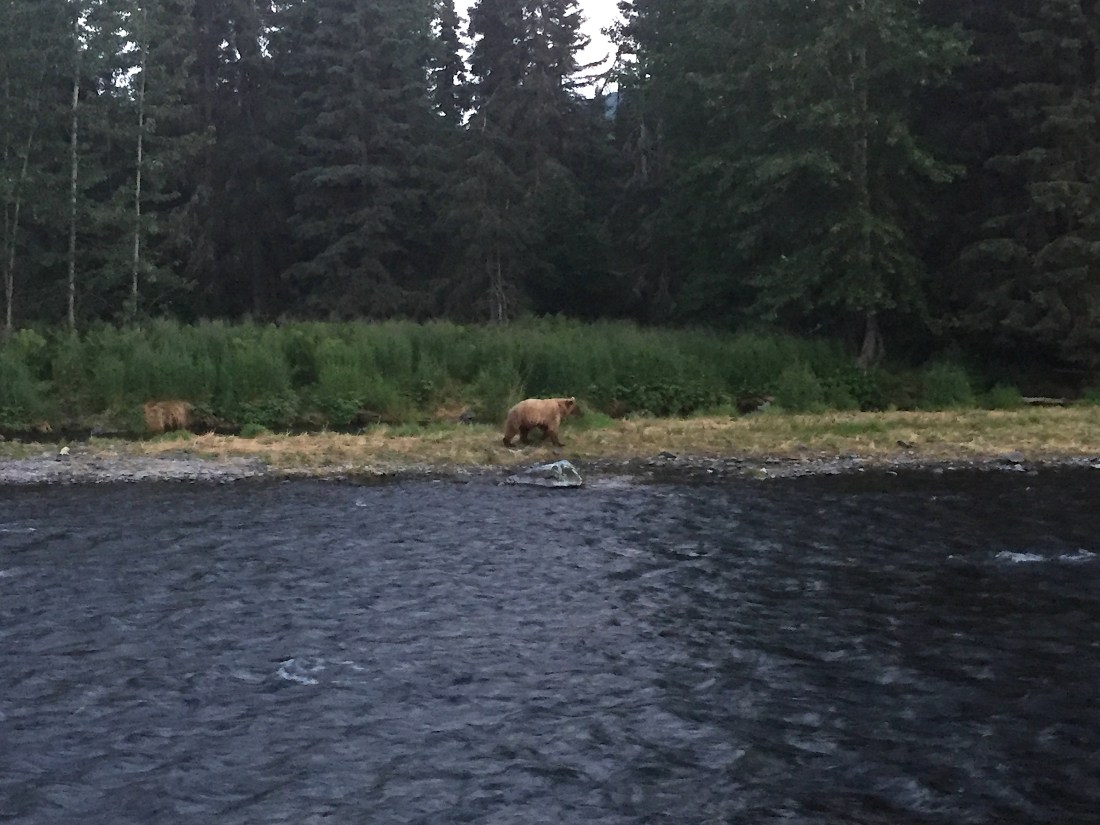 Grizzly on Russian River .JPG
