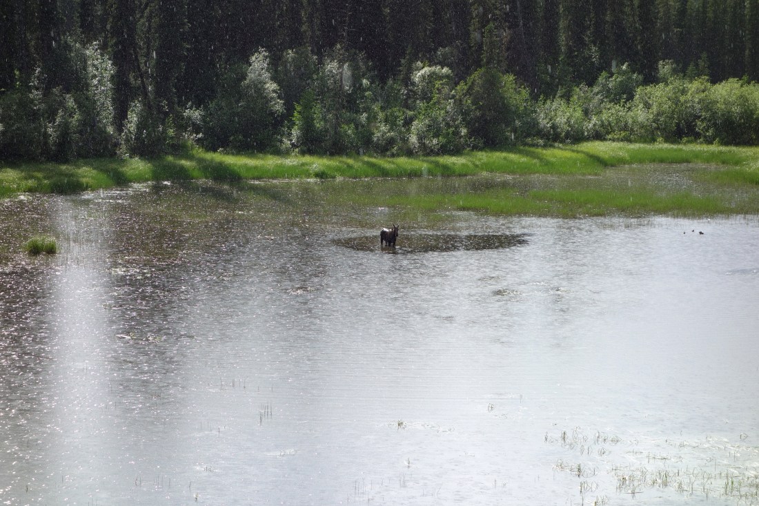 Moose on Cassiar.JPG